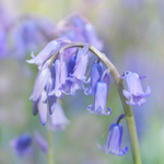 Bluebell Study