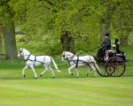 Attelage -539