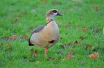 Egyptian Goose
