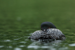 Common Loon resting, Minnesota, USA