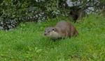 Otter