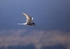 Arctic Tern 0227