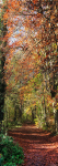 Autumn Splendour Loggerheads