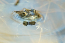Common Frog