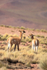 Two young Vicunas, Lake Miscanti, Chile