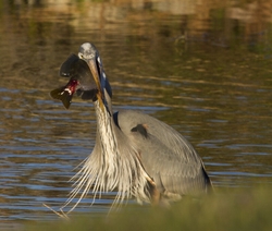 Great Blue Heron _0027
