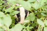 Badger