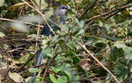 Green-billed Malkoha