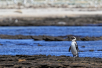 Lone Magellanic Penguin, Carcass Island, Falklands
