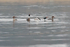 Red-breasted Mergansers displaying, Arne, Dorset