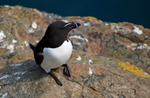 Razorbill