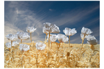Poppies