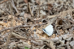 Butterfly African Common White