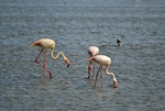 Greater Flamingos