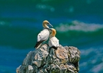 Gannetts on Irelands Eye