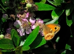 Gatekeeper