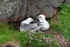 Fulmars