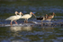 White Ibises nervous of incoming tide, Playa Cativo Lodge, Costa Rica