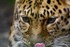 Amur Leopard (© Andy Millikin)