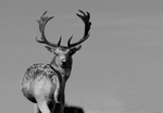 Fallow Deer