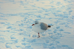 Black-headed Gull