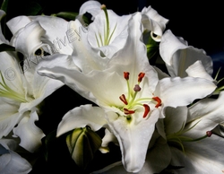 Floral 141