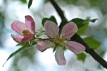 Apple Blossom