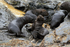South American Sea Lion pups, Chile