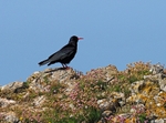 Chough