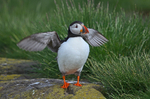 Puffin