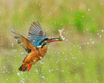 Kingfisher (female) takes off with fish, Scotland