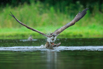 Osprey (Red 8T) takes off with a fish at Rothiemurchus