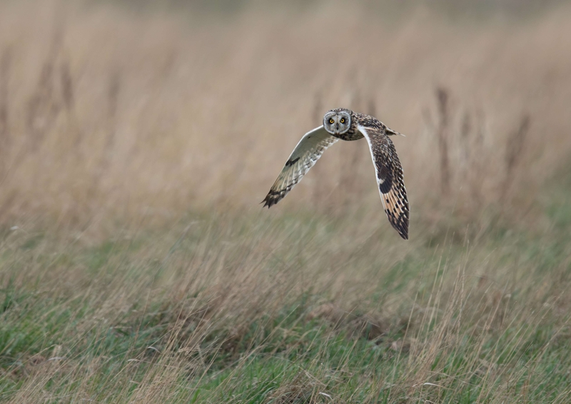 Short Eared Owl