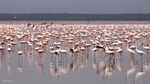 IMG_0571 Nakuru