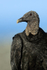 American Black Vulture close-up, Corcovado NP, Costa Rica