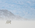Male Polar Bear, Svalbard, Norway