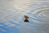 Common Snipe