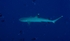 WhiteTip Reef Shark