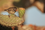 Common Cactus-Finch (female), Santa Fe, Galapagos