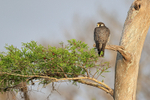 Peregrine Falcon perched in a tree, Blue Cypress Lake, Florida