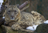 Snow Leopard