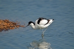 Avocet