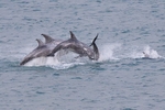Four Rissos Dolphins breaching. Anglesey,    ref 3568