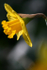Daffodil_ FL001