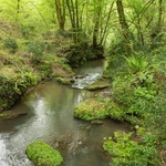 lush vegetation  along the Rio Maggiore...