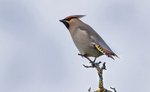 Waxwing