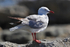Silver Gull perched on a rock
