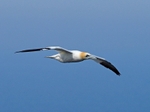 Gannet