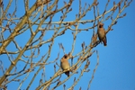 Waxwings