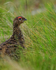 Red Grouse (male) close-up, Scotland